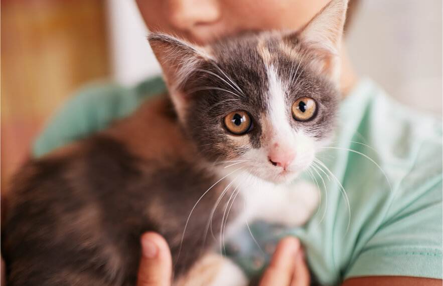 How to Spot, Treat, and Prevent Hot Spots in Pets